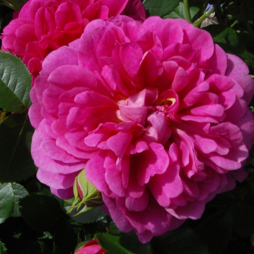 Rosa Princess Anne (Flowering)