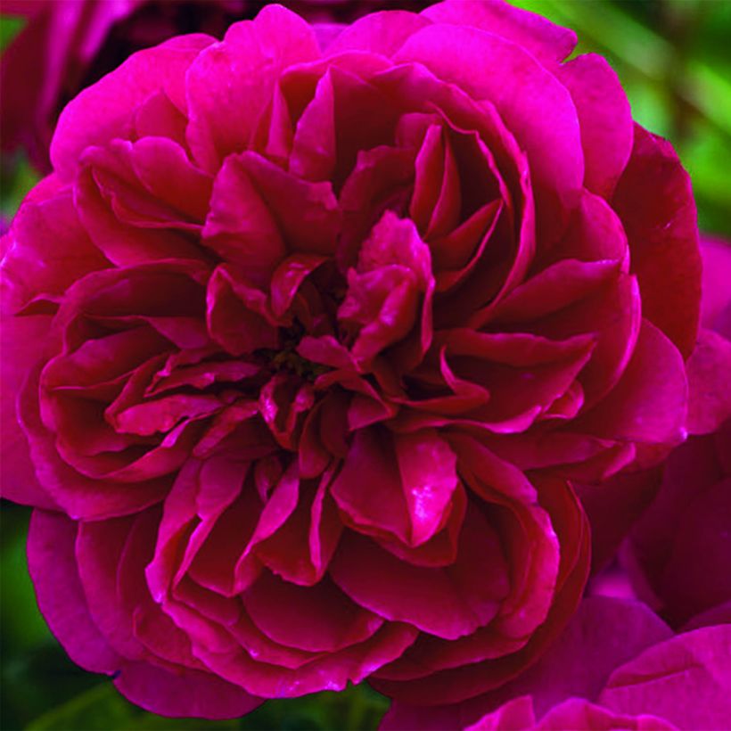 Rosa Thomas à Becket (Fioritura)