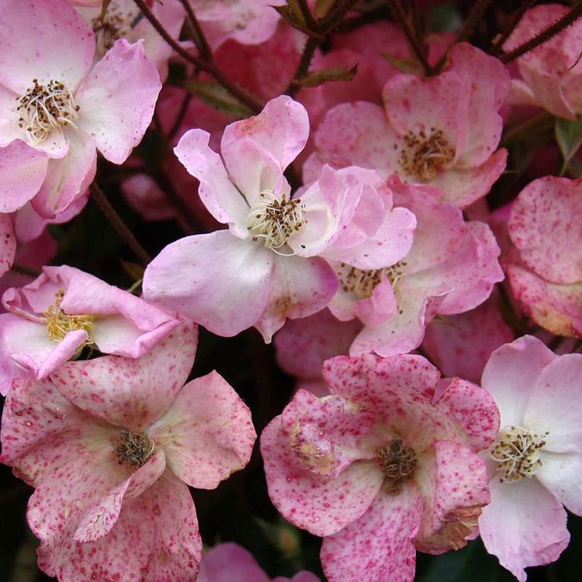Rosa moscata Alden Biesen (Flowering)