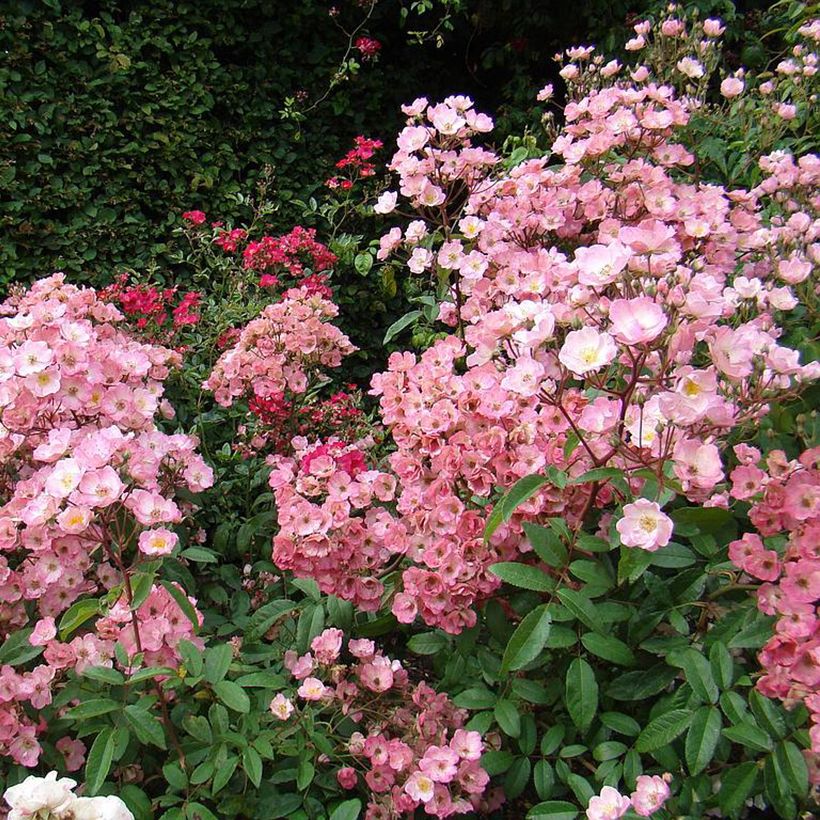 Rosa moscata Alden Biesen (Plant habit)