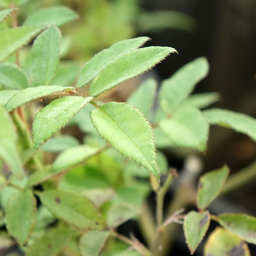 Rosa polyantha Allevia (Foliage)