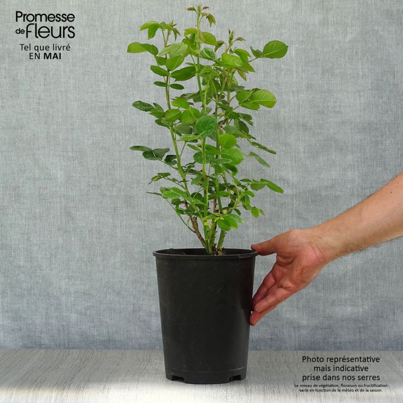 Example of Rosa polyantha Astrid Lindgren Vaso da 4L/5L as you get in printemps