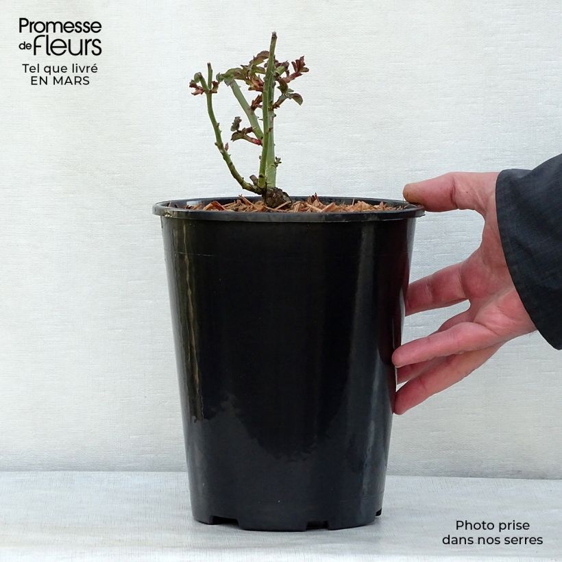 Rosa polyantha Bonica Vaso da 3L/4L esemplare consegnato in primavera