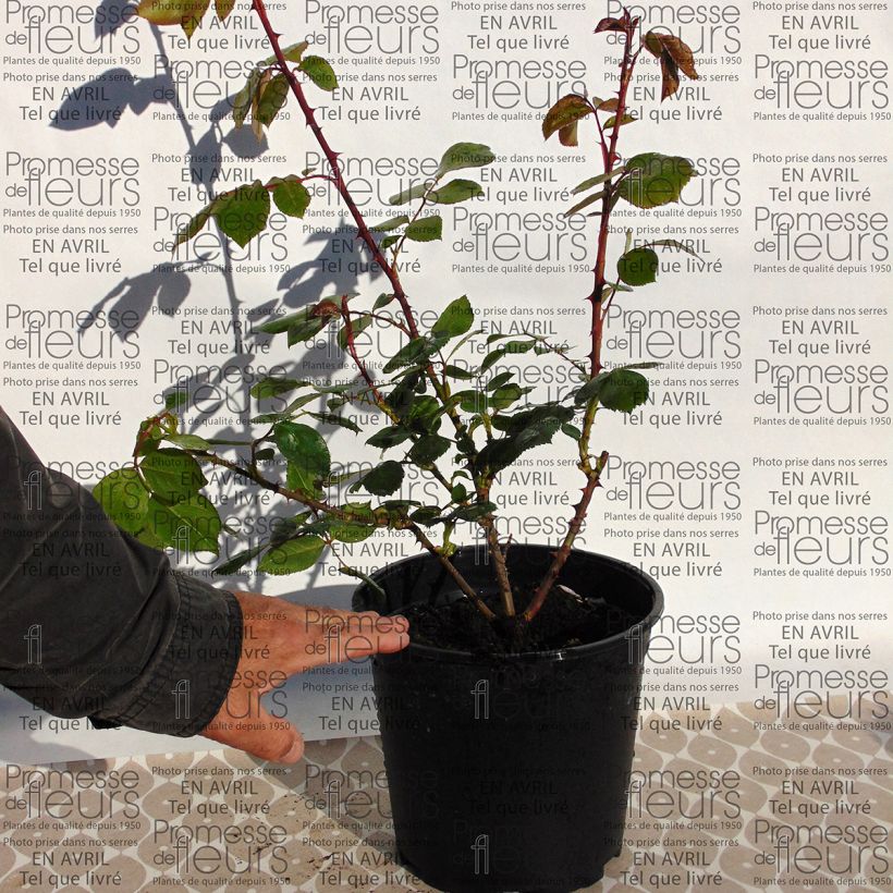 Example of Rosa polyantha Centenaire de Lourdes Vaso da 4L/5L as you get