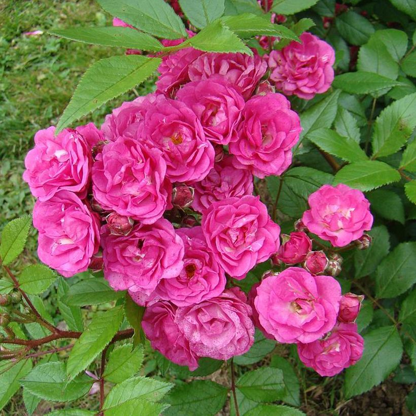 Rosa moscata Dinky VELheav (Fioritura)