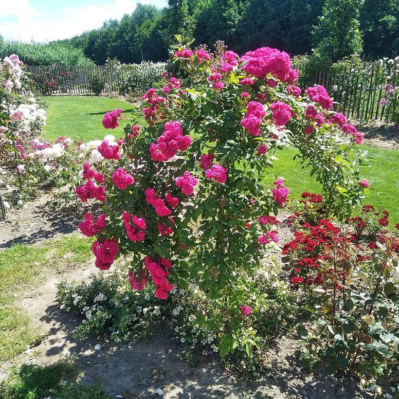 Rosa moscata Dinky VELheav (Porto)