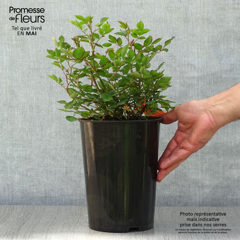 Example of Rosa Douceur Normande Vaso da 4L/5L as you get in printemps