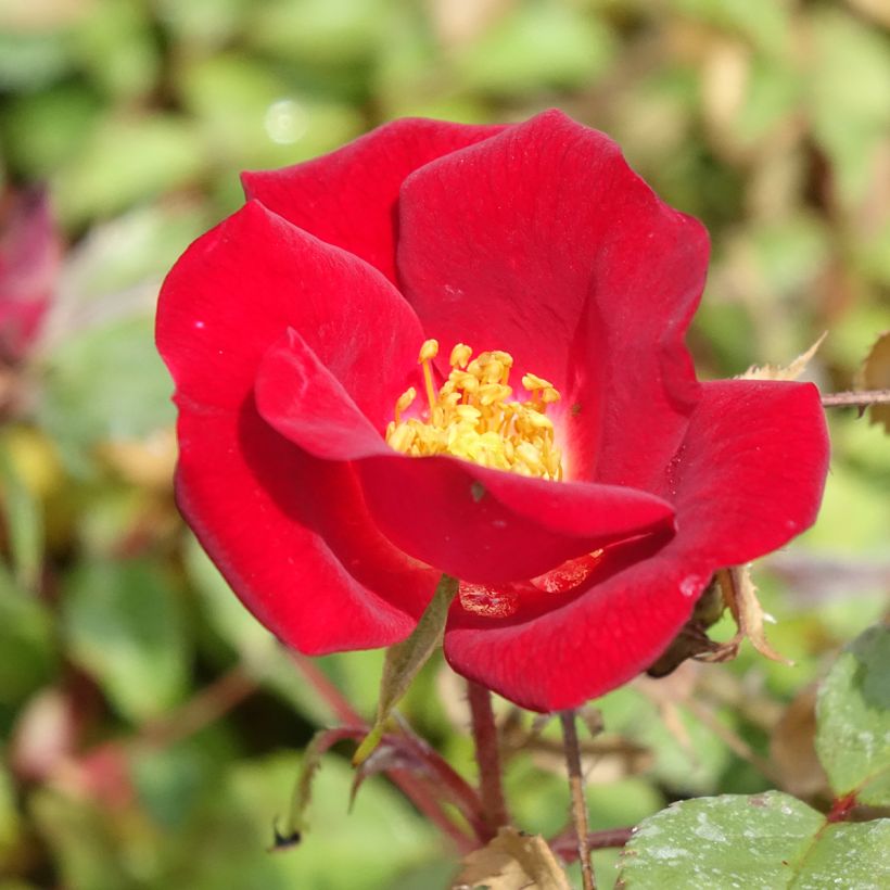 Rosa polyantha Friendly Red Meiariba (Fioritura)
