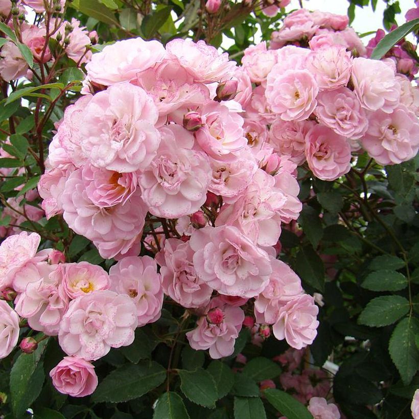 Rosa moscata Heavenly Pink LENnedi (Fioritura)