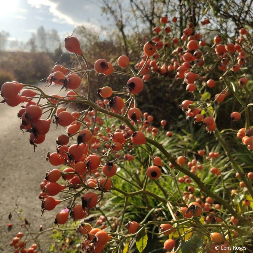 Rosa moscata Kathleen (Harvest)