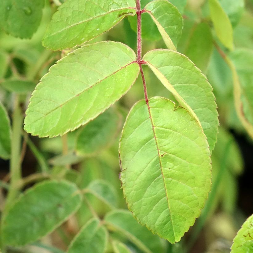 Rosa moscata Kathleen (Foliage)