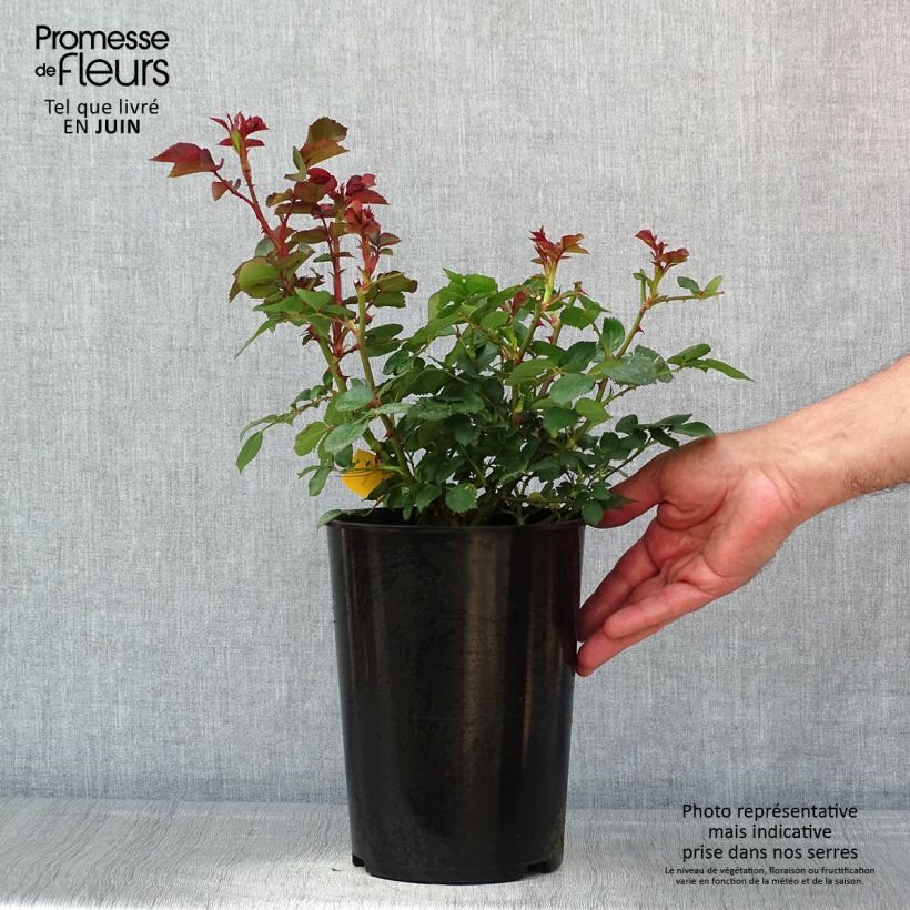 Example of Rosa polyantha Mariatheresia Vaso da 4L/5L as you get in printemps