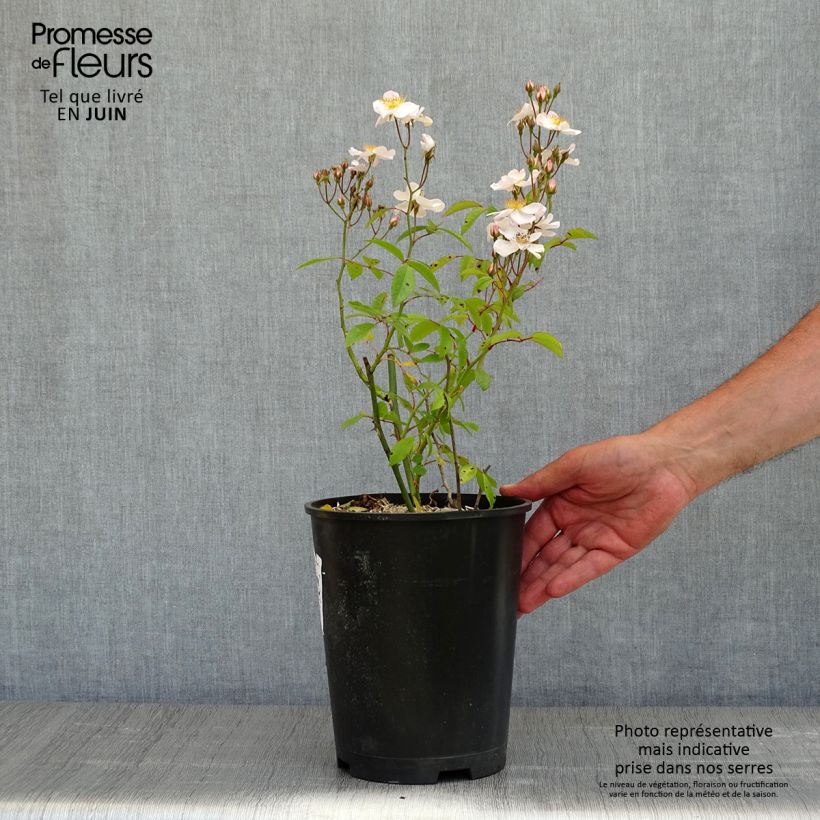 Rosa moscata Matchball Vaso da 4L/5L esemplare consegnato in primavera