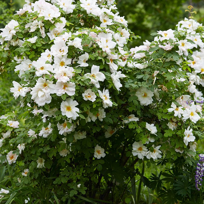 Rosa polyantha Nevada (Porto)