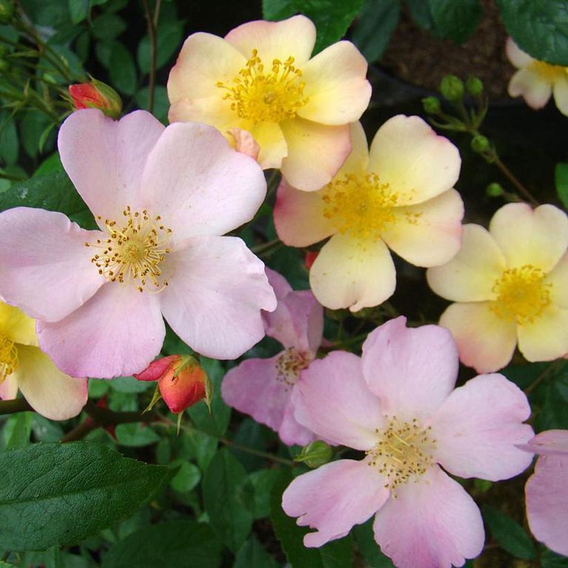 Rosa polyantha Plaisanterie (Fioritura)