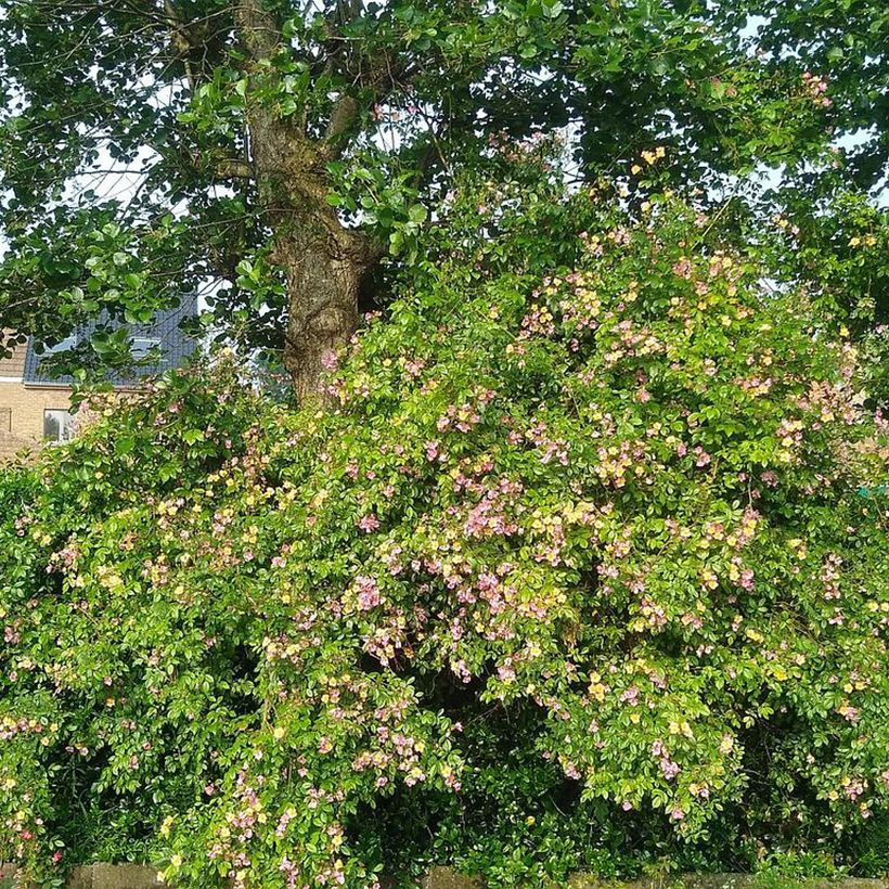 Rosa polyantha Plaisanterie (Porto)