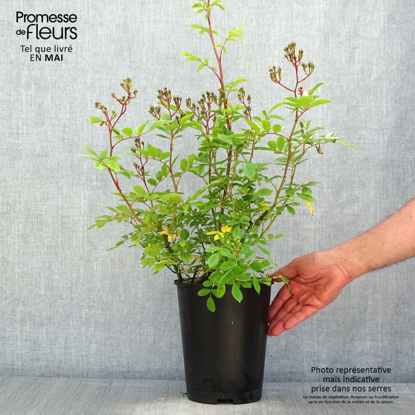 Rosa moscata Puccini Vaso da 4L/5L esemplare consegnato in primavera