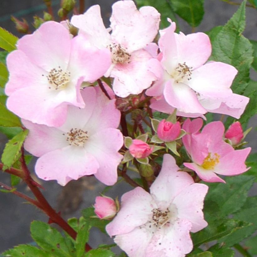 Rosa polyantha Rosy Boom Rose (Flowering)