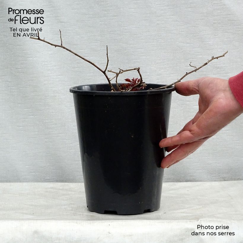 Example of Rosa Rosy Cushion Vaso da 4L/5L as you get in printemps