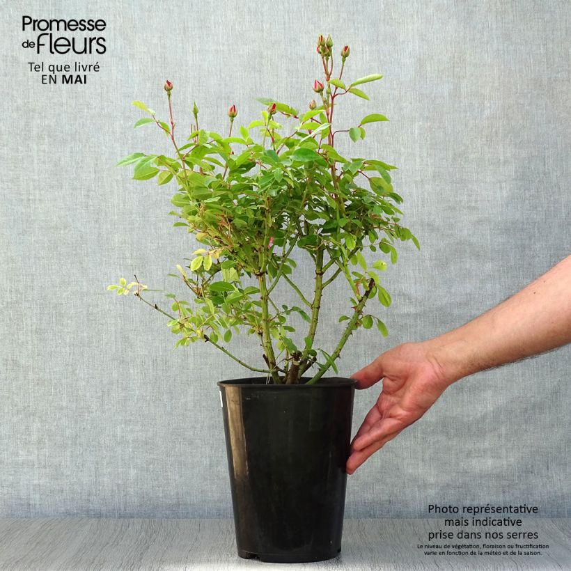 Example of Rosa polyantha Rush lenmobri Vaso da 4L/5L as you get in printemps