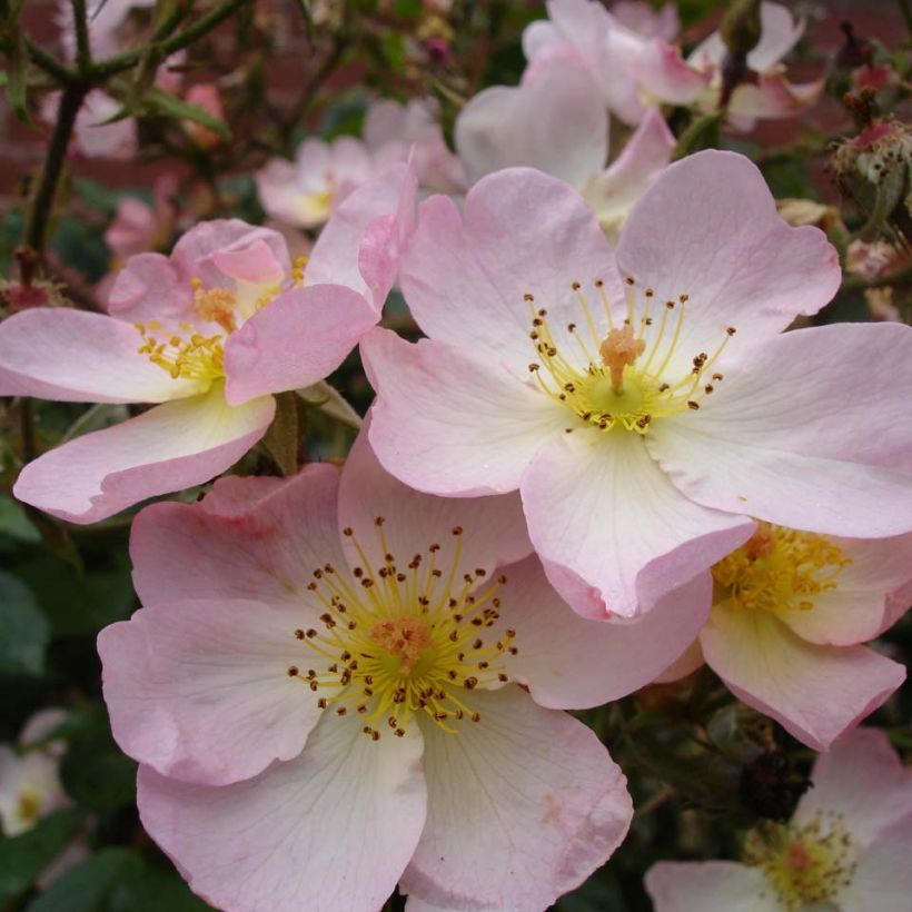 Rosa Smarty (Flowering)