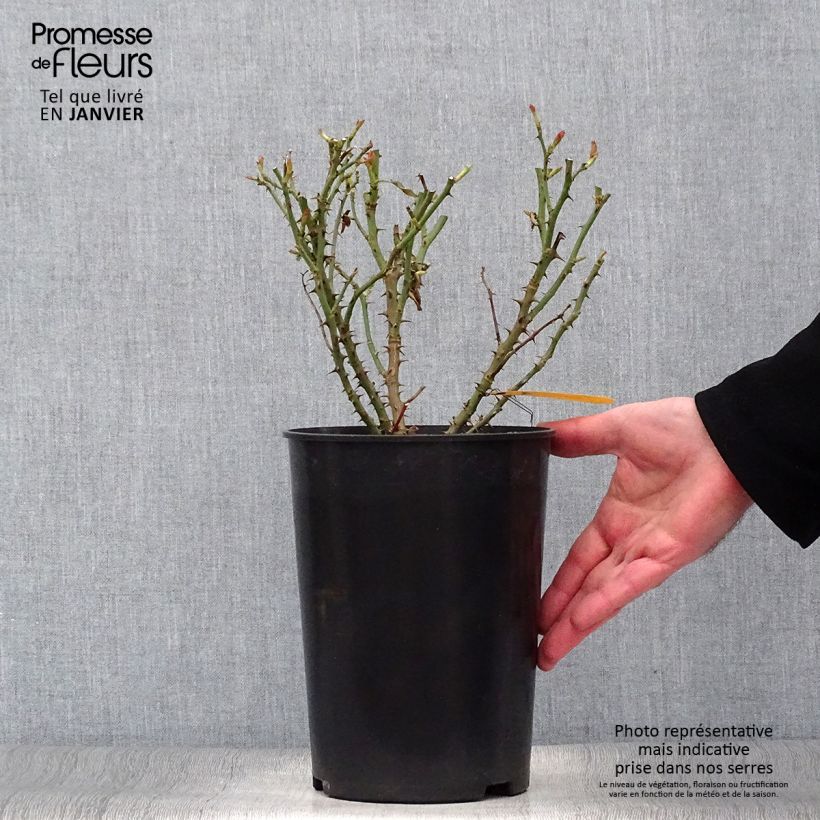 Example of Rosa polyantha Soul Vaso da 4L/5L as you get in hiver