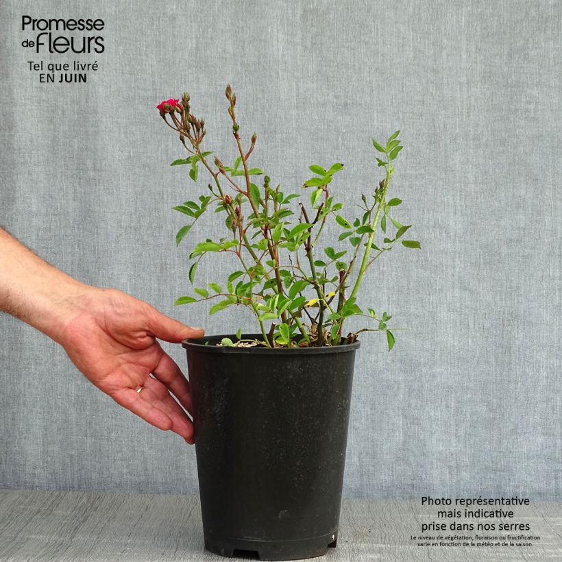 Rosa moscata Vif Eclat Vaso da 4L/5L esemplare consegnato in primavera