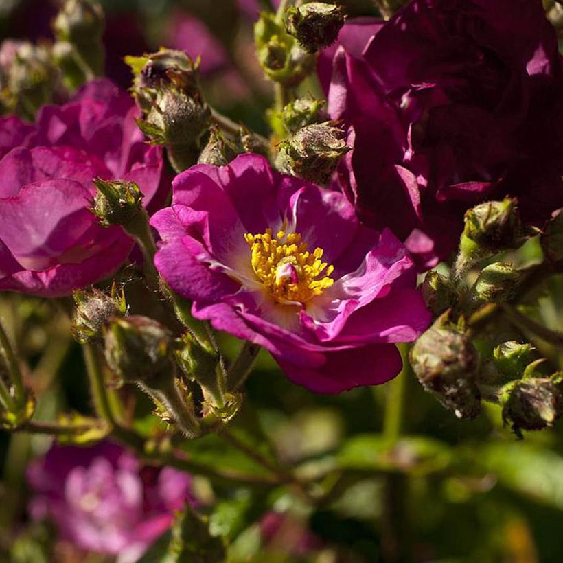 Rosa polyantha Violet Hood (Fioritura)