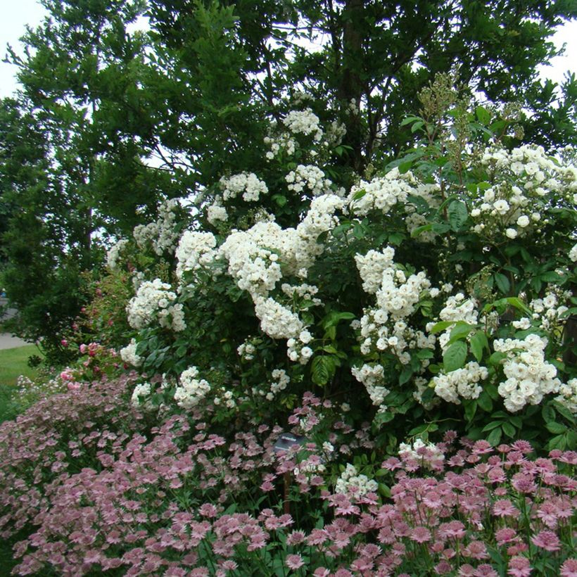 Rosa moscata Waterloo (Plant habit)