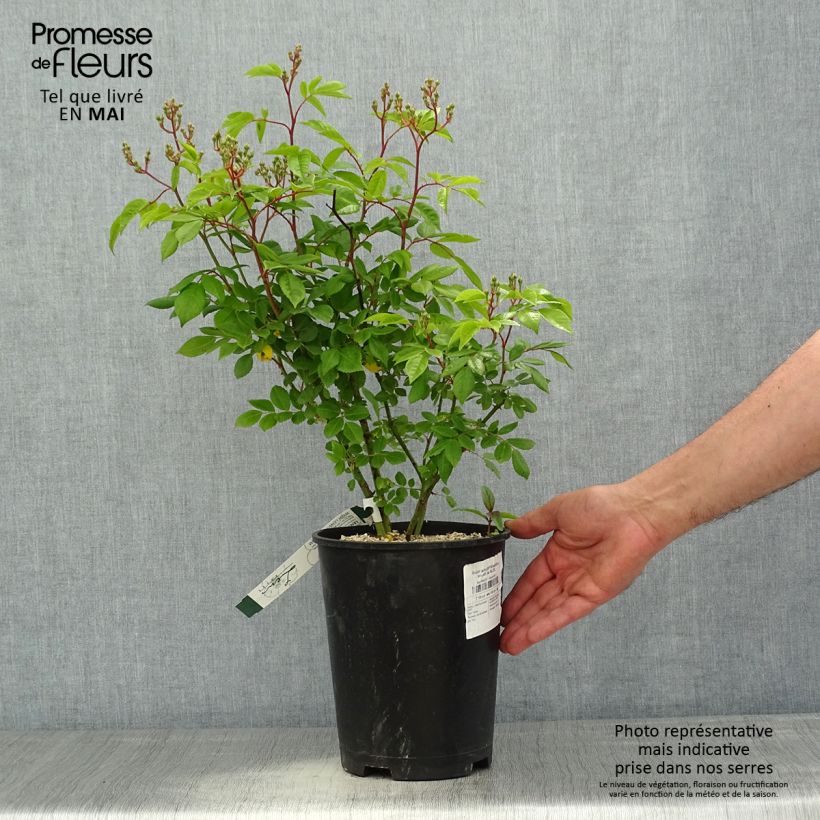 Rosa moscata Waterloo Vaso da 4L/5L esemplare consegnato in primavera