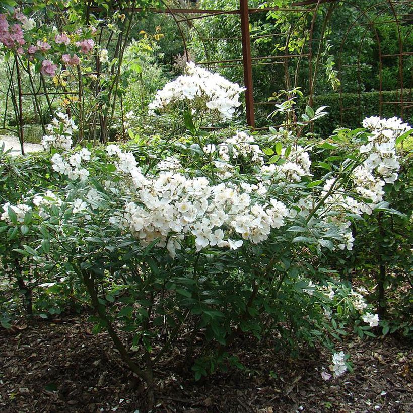 Rosa moscata White Magic (Plant habit)
