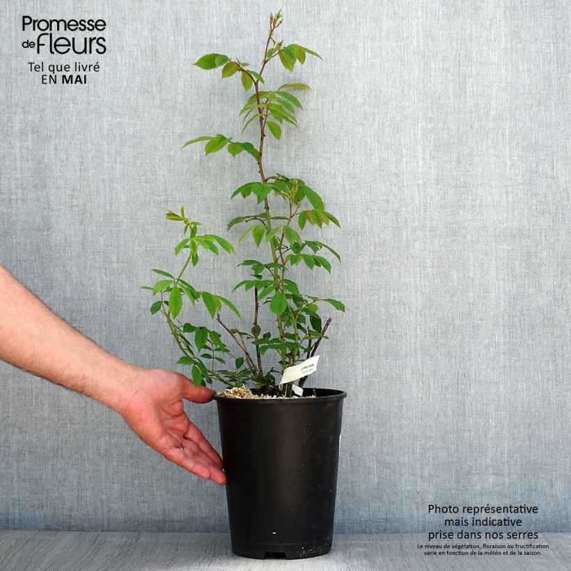 Rosa moscata White Magic Vaso da 4L/5L esemplare consegnato in primavera