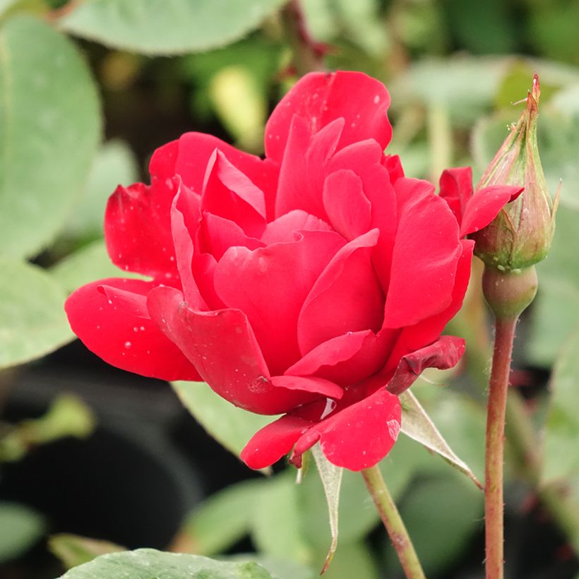 Rosa Grand Hotel (Fioritura)