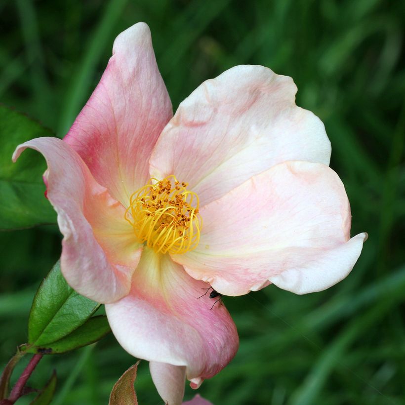 Rosa cinese Mutabilis (Fioritura)