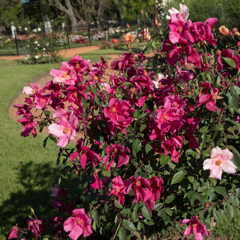 Rosa cinese Mutabilis (Porto)