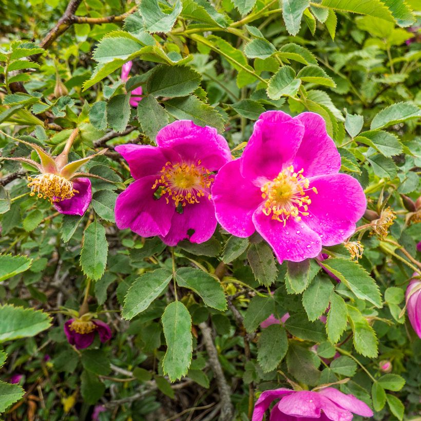 Rosa nitida - Rosa botanico (Flowering)