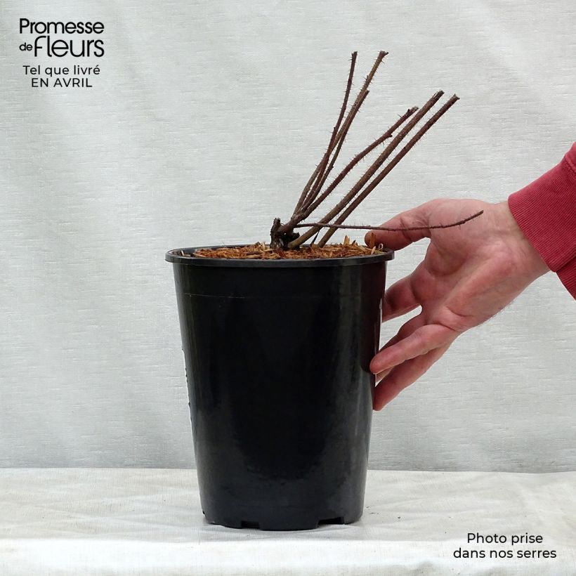 Example of Rosa nitida - Rosa botanico Vaso da 2L/3L as you get in printemps