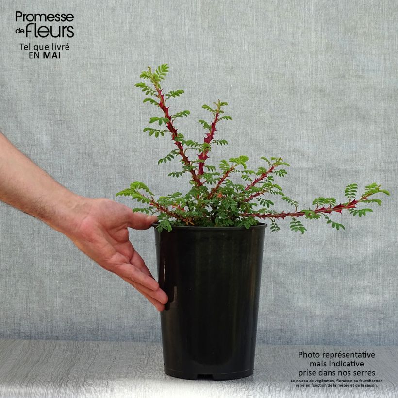 Example of Rosa omeiensis Pteracantha - Rosa botanico Vaso da 4L/5L as you get in printemps