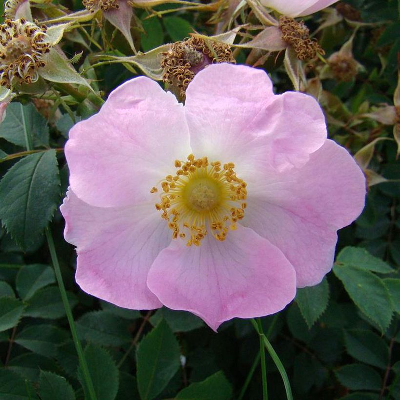 Rosa pendulina Bourgogne - Rosa alpina (Flowering)