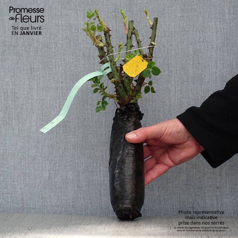 Rosa polyantha Rosier buisson Eisvogel Zolla a radice nuda esemplare consegnato in inverno