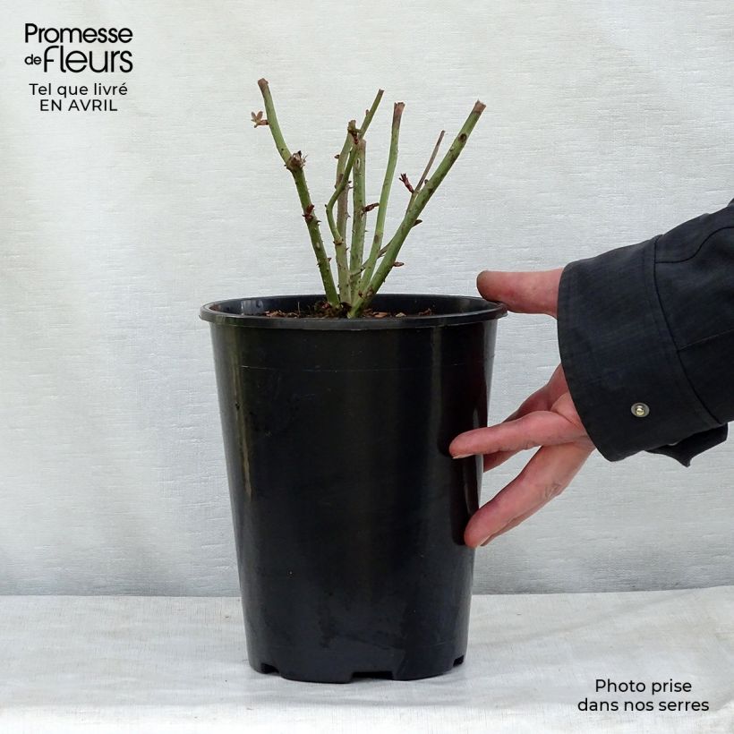 Example of Rosa polyantha Kaffe Fassett Vaso da 2L/3L as you get in printemps