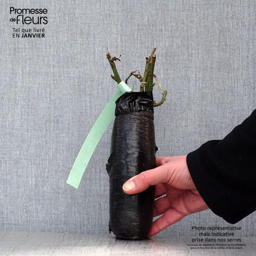 Example of Rosa polyantha Kaffe Fassett Zolla a radice nuda as you get in hiver