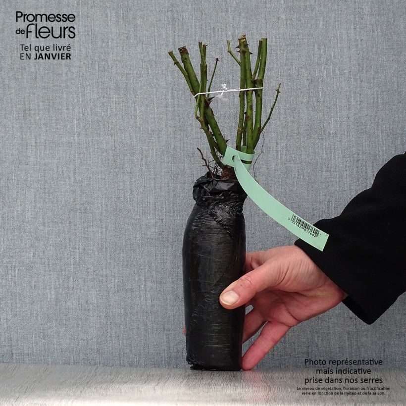 Example of Rosa tappezzante Rigo Rosen Amica Zolla a radice nuda as you get in hiver