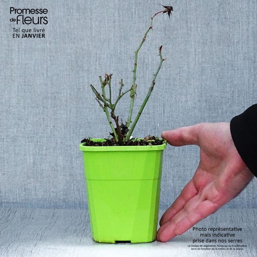 Example of Rosa tappezzante Rigo Rosen Amica Vaso da 1,5L/2L as you get in hiver