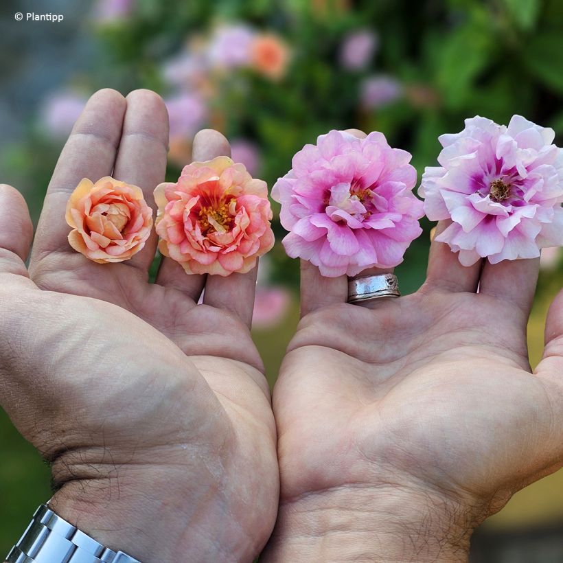 Rosa tappezzante Amirose (Flowering)