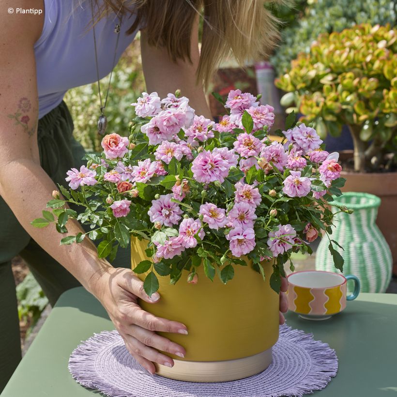 Rosa tappezzante Amirose (Plant habit)