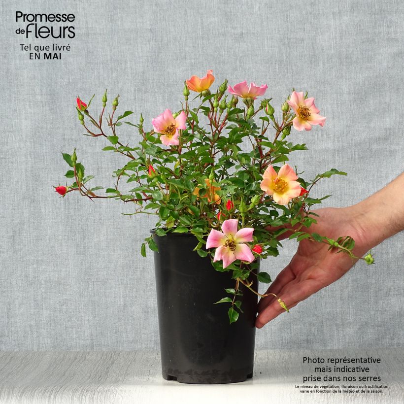 Rosa tappezzante Happy Chappy Vaso da 3L/4L esemplare consegnato in primavera