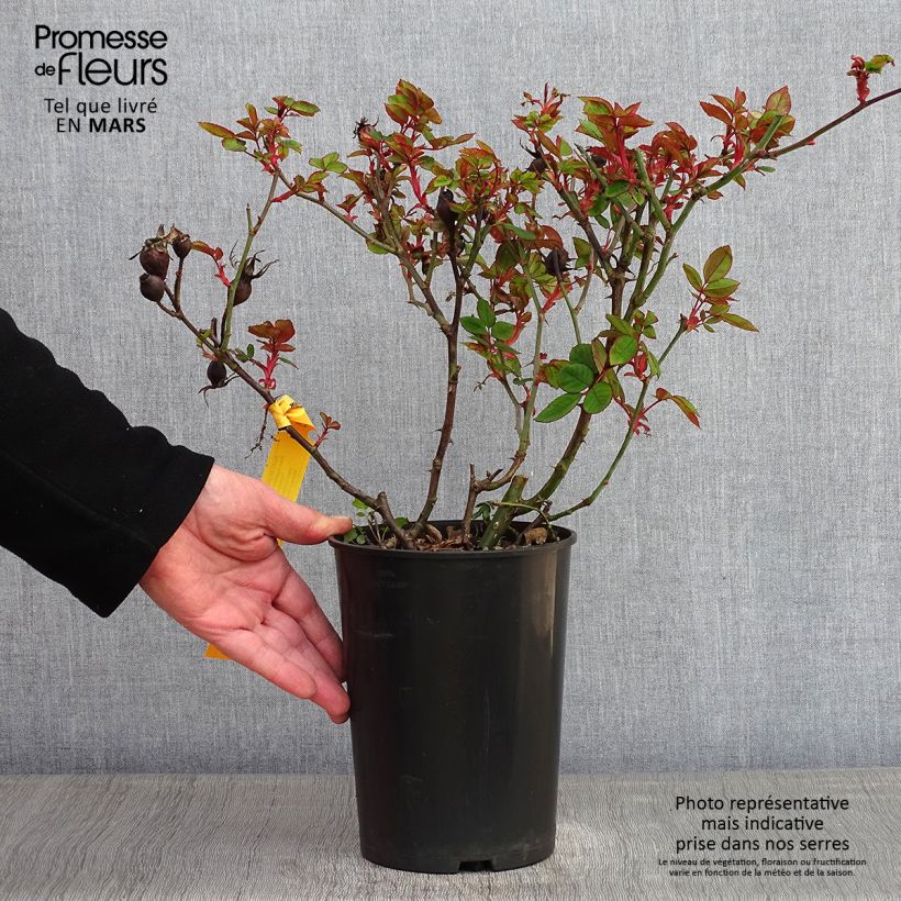 Rosier couvre-sol Knock Out Radrazz Pot de 4L/5L esemplare consegnato in inverno