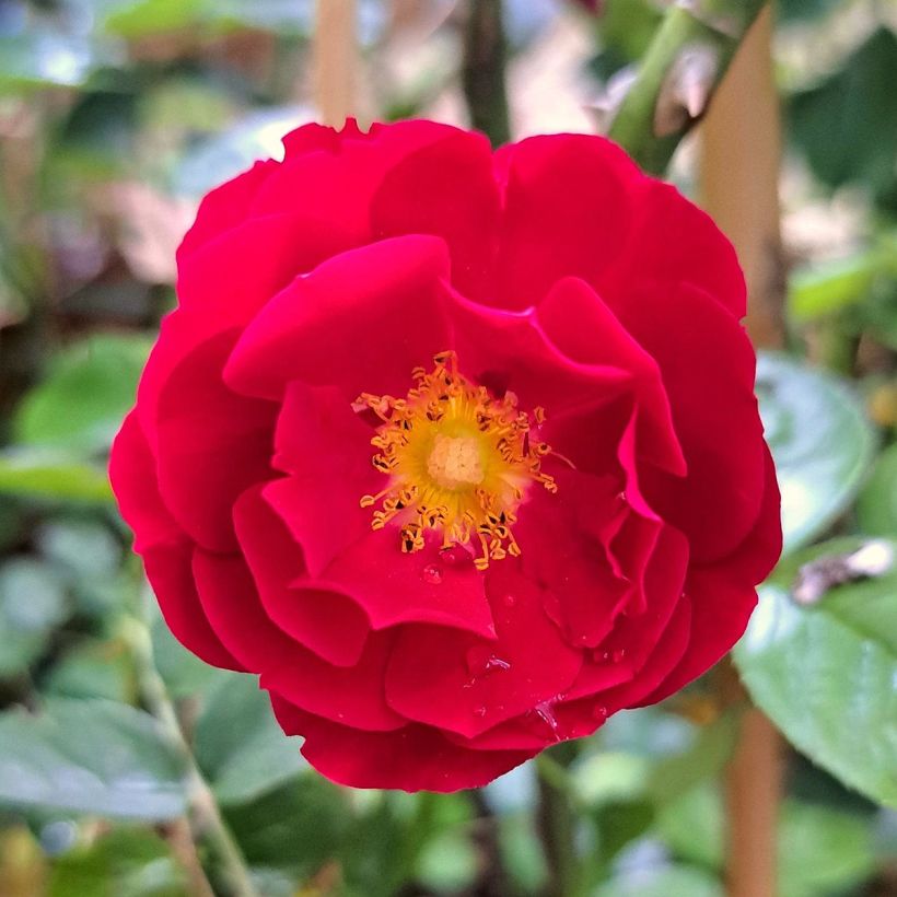 Rosa tappezzante Mainaufeuer (Flowering)