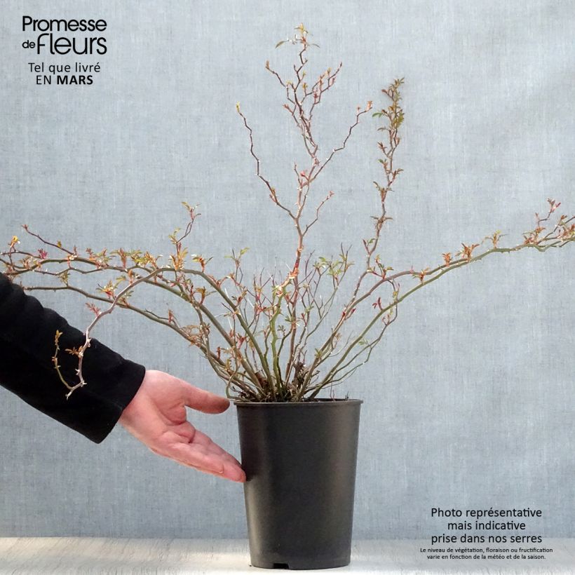 Example of Rosa tappezzante Nozomi Vaso da 1L/1,5L as you get in printemps